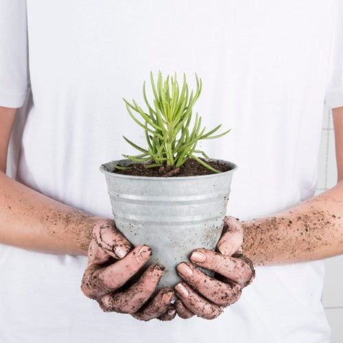 Set of six 14cm old zinc flower pots, perfect for herbs and succulents, featuring a drainage hole option for versatile plant care.