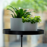 Large adjustable windowsill clamp tray in assorted designs, perfect for displaying plants or organizing decor.