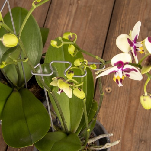 Geometric orchid supports in gold and silver, designed for long-stemmed plants, enhance indoor gardens beautifully.