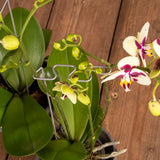 Gold and silver geometric supports for orchids, 37x12x3cm, enhancing stability and aesthetics in indoor gardens.