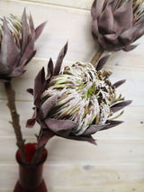 Medium artificial queen protea with a dry look, showcasing vibrant colors and realistic texture for elegant decor.