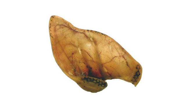 Bulk pack of 50 natural pig ears for dogs, promotes dental health, high in protein, and free from harmful additives.