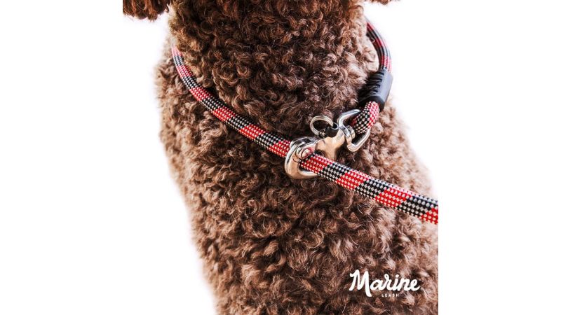 Sleek black dog leash for small breeds, featuring a slip lead, waste bag keeper, and durable 6mm climbing rope.