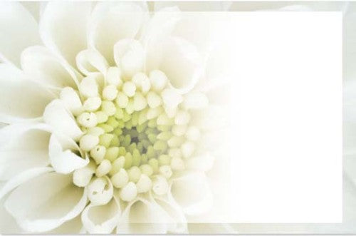 Elegant cream cards featuring a delicate chrysanthemum design, perfect for heartfelt messages and special occasions.