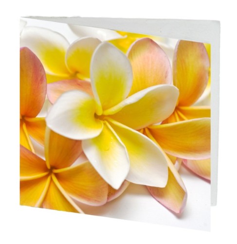 Pack of 10 Frangipani gift cards, each 7cm x 7cm, featuring vibrant floral designs for all occasions.