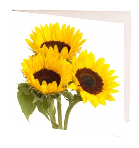 Pack of 10 vibrant sunflower gift cards, perfect for heartfelt messages on any occasion, measuring 7cm x 7cm.