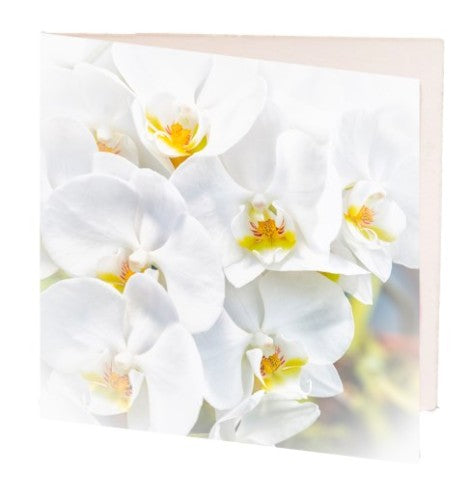 Elegant pack of 10 gift cards featuring a beautiful white orchid design, perfect for various special occasions.