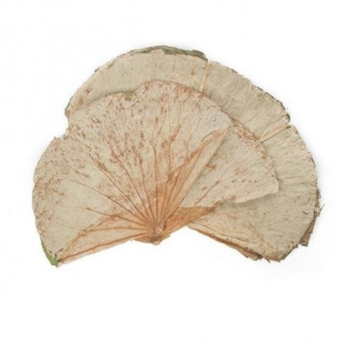 Premium pack of 30 beautifully dried lotus leaves for elegant decor, lasting beauty, and eco-friendly home accents.