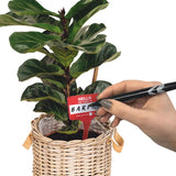 Colorful Plant Name Badges featuring whimsical names like 'Chris Pine' and 'Justin Tree-ber' for plant identification.