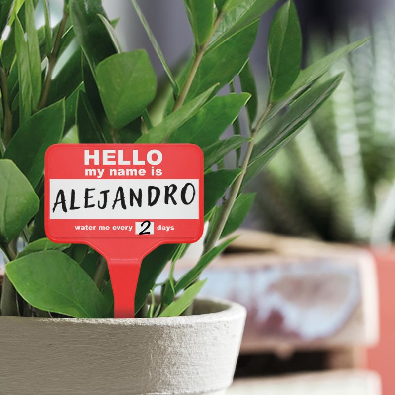Colorful plant name badges featuring fun names like 'Chris Pine' and 'Justin Tree-ber', perfect for indoor gardens.