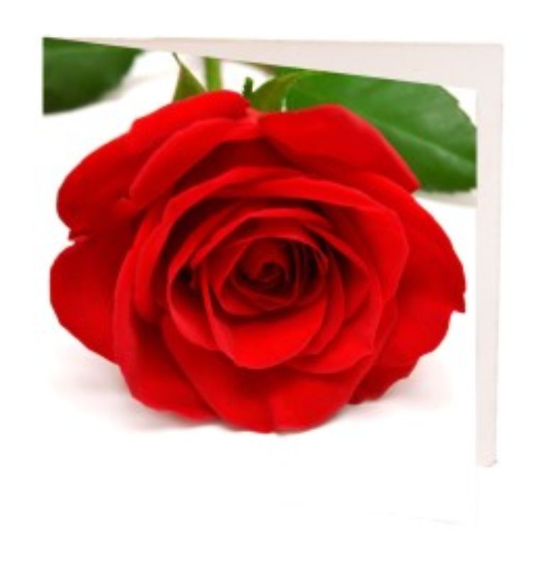 Gift Card - Single Red Rose 7cm (Pack of 10)