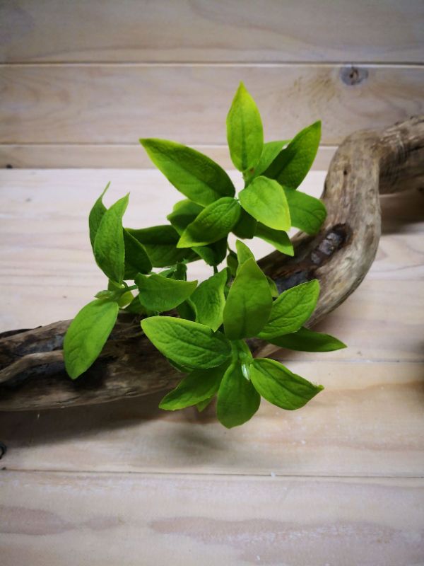Refreshing green mint leaf spray bottle, ideal for enhancing home ambience and neutralizing odors with a calming scent.