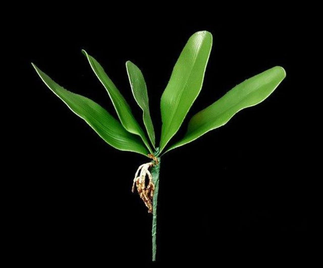 Vibrant large artificial orchid leaf with realistic texture, perfect for home or office decor and easy maintenance.