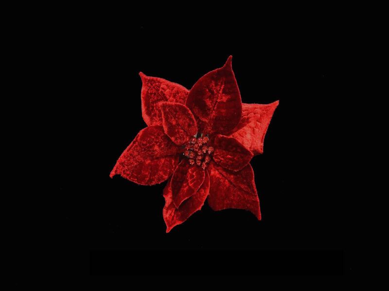 Lifelike red velvet artificial poinsettia head on a sturdy pick, perfect for festive decor and arrangements.