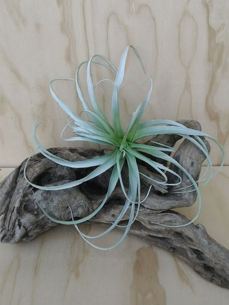 Lifelike large green Artificial Talancia plant, perfect for enhancing indoor spaces with a touch of nature.